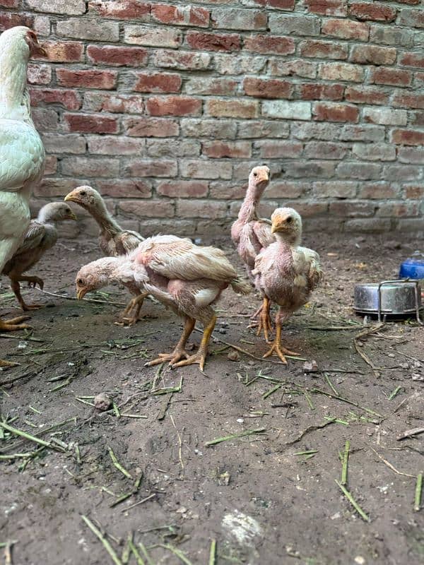 Heera aseel chicks 4