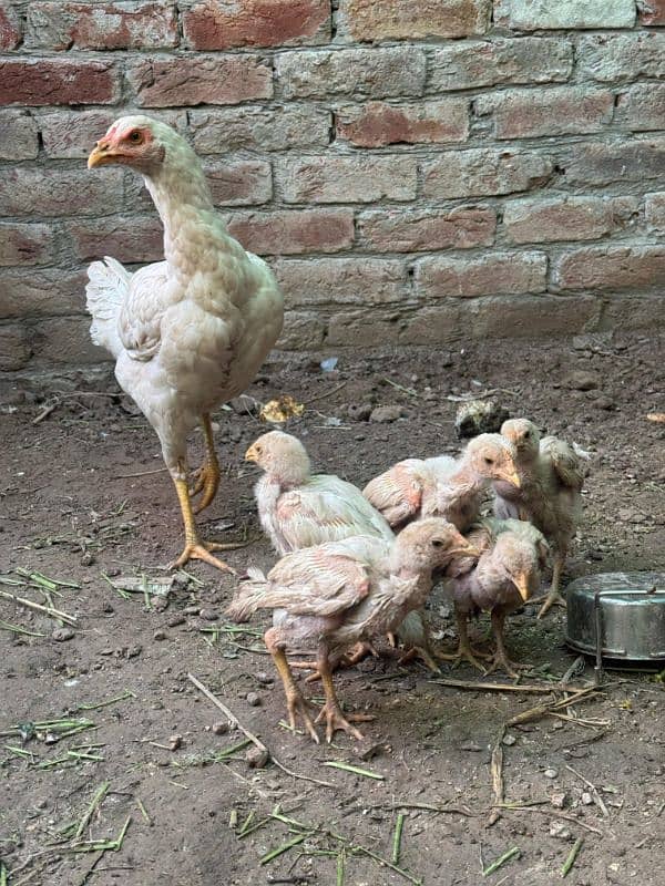 Heera aseel chicks 5