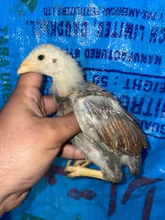 Mianwali Aseel Chicks Pair