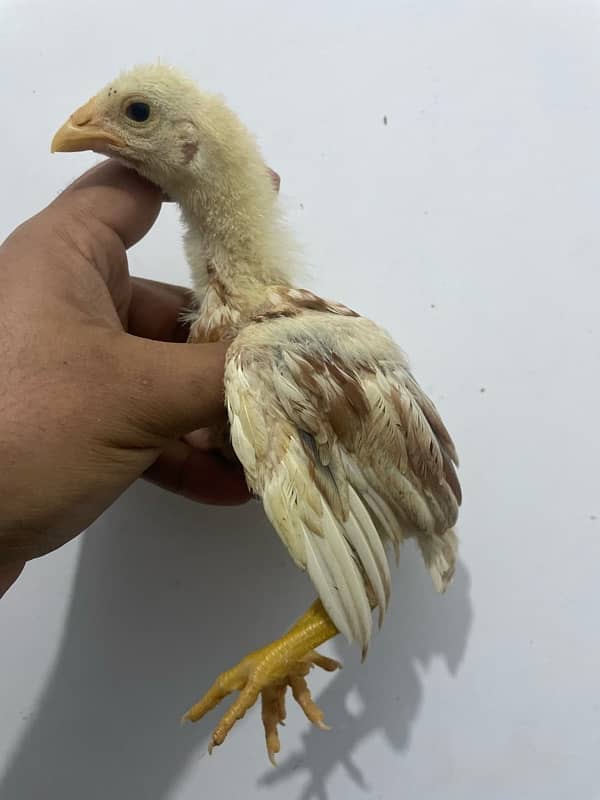 Mianwali Aseel Chicks Pair 1