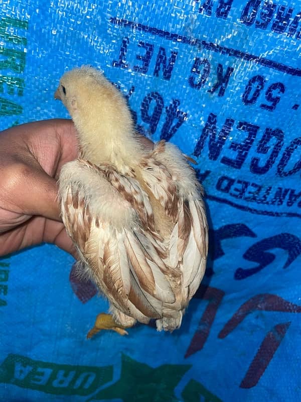 Mianwali Aseel Chicks Pair 2