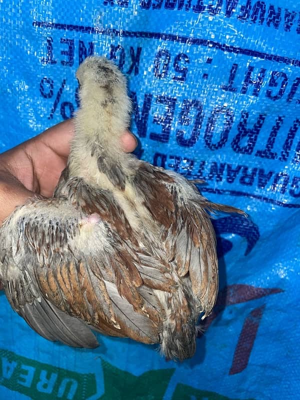 Mianwali Aseel Chicks Pair 3