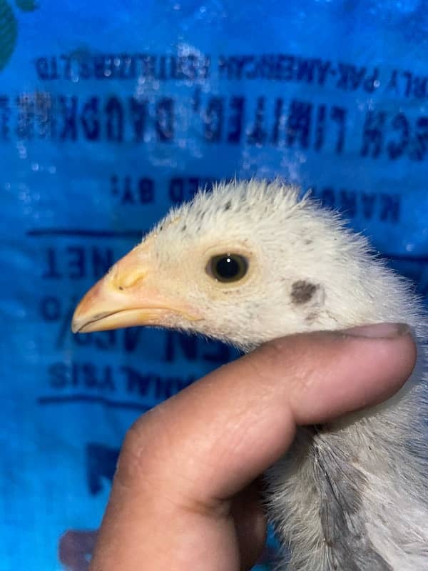 Mianwali Aseel Chicks Pair 4