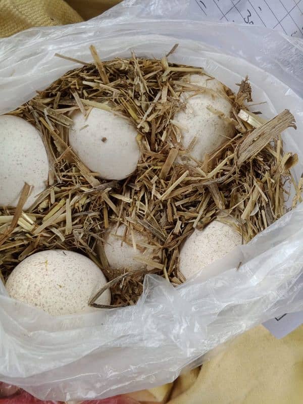 turkey eggs Whatsapp 03477058199 4