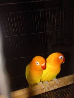 lovebirds latino pasnata pair