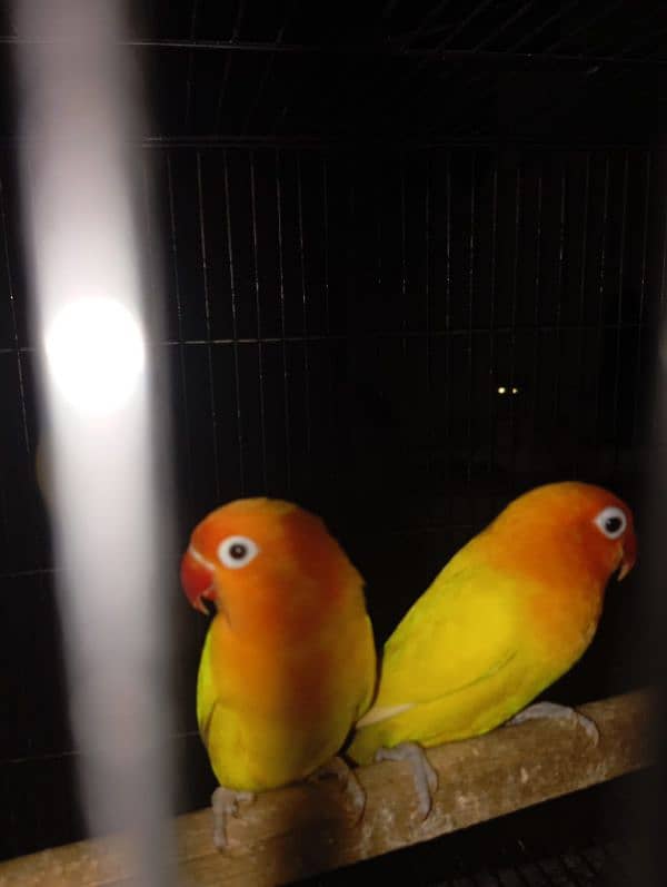 lovebirds latino pasnata pair 1