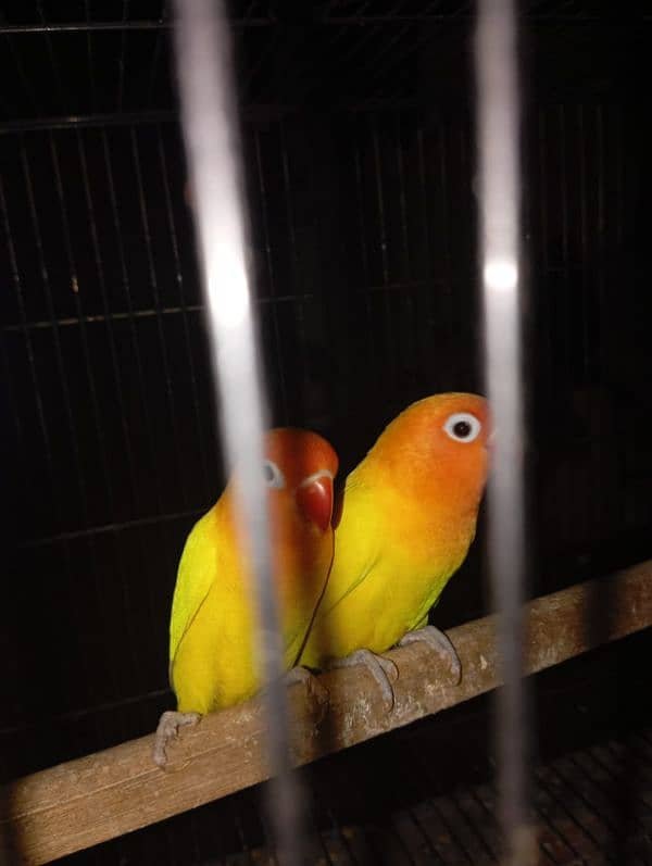 lovebirds latino pasnata pair 2