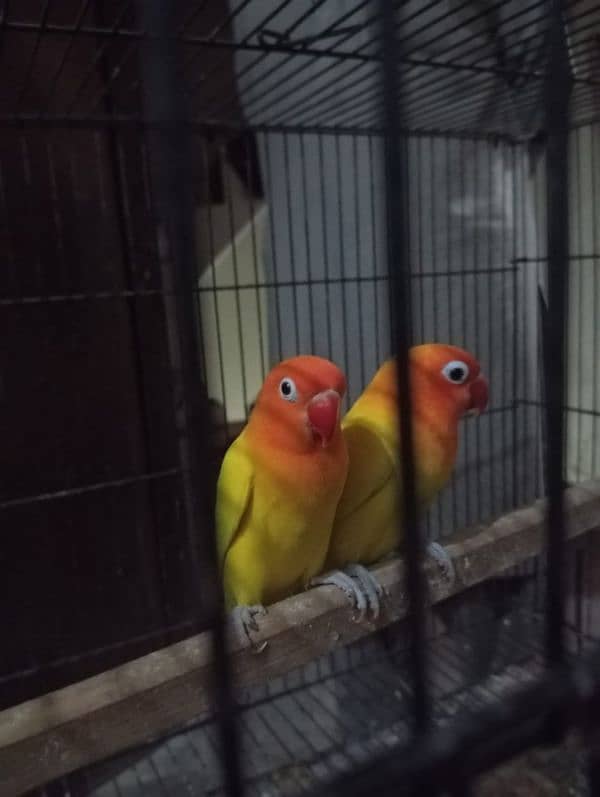 lovebirds latino pasnata pair 3