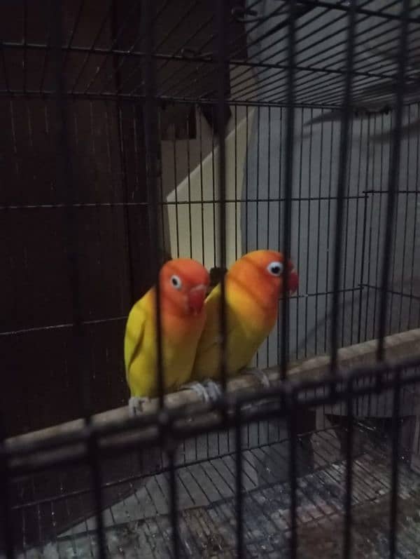 lovebirds latino pasnata pair 4