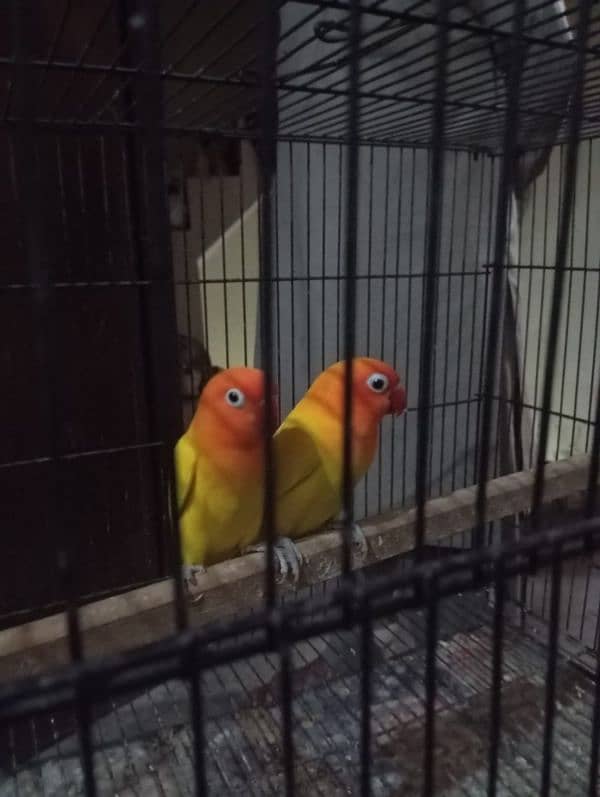 lovebirds latino pasnata pair 5