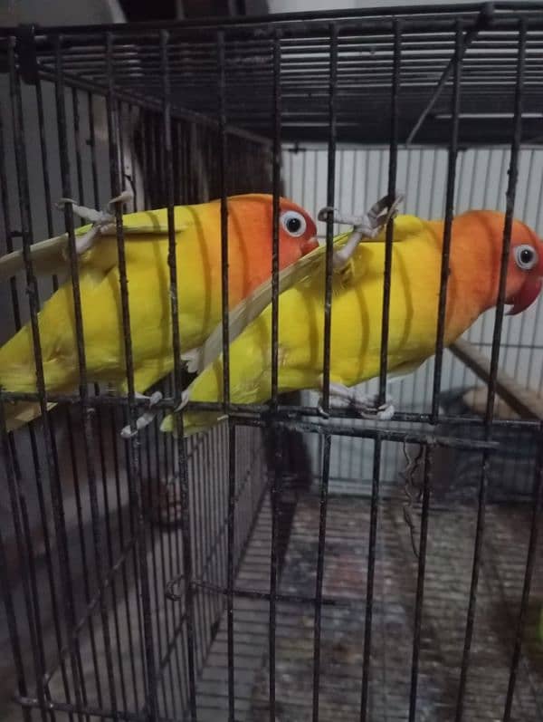 lovebirds latino pasnata pair 6