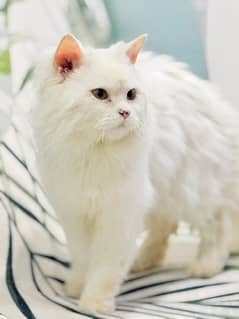 White Persian Cat