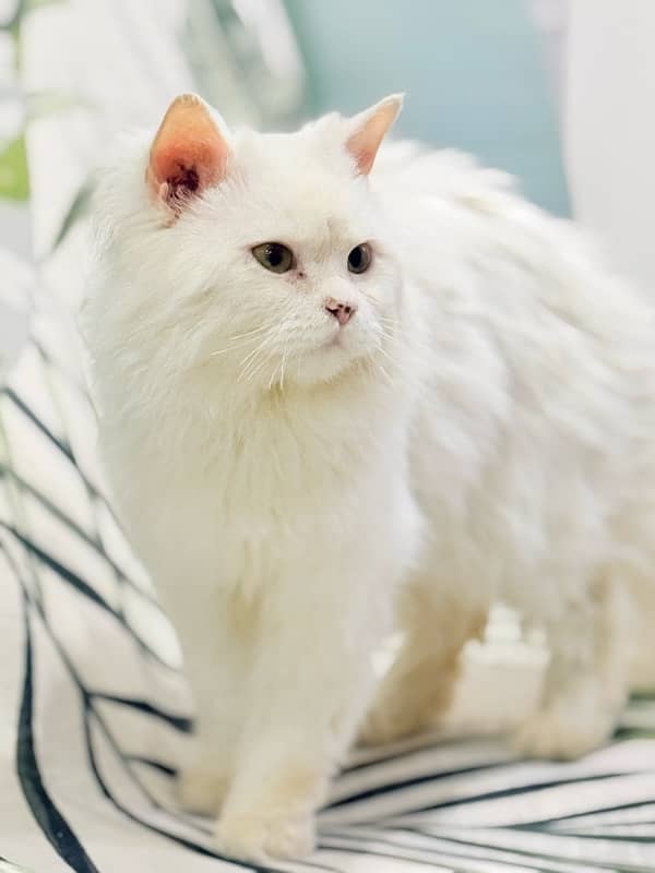 White Persian Cat 0