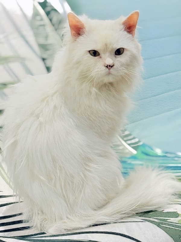 White Persian Cat 1