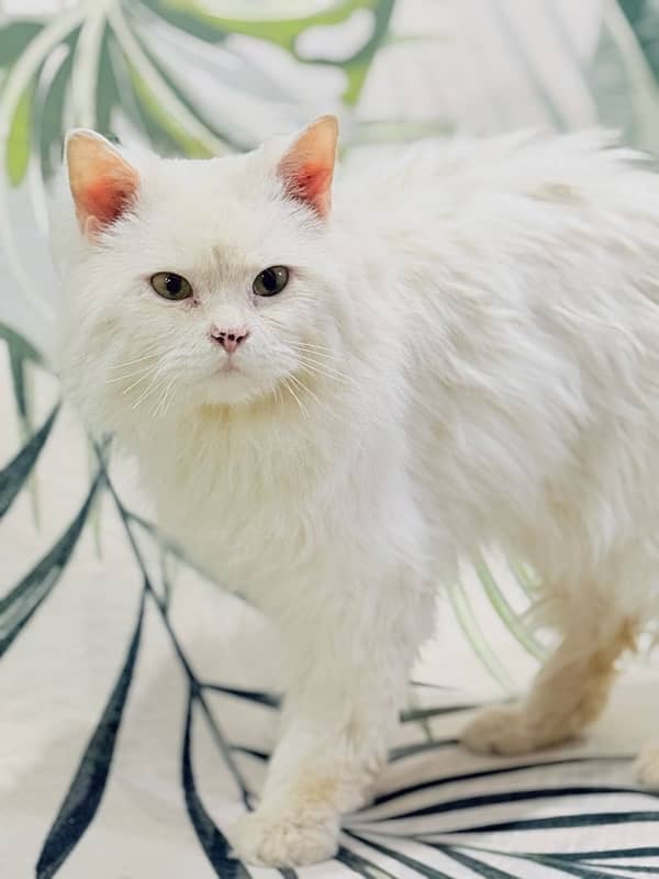 White Persian Cat 2