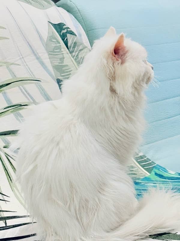 White Persian Cat 3