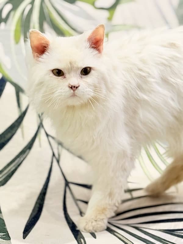 White Persian Cat 4