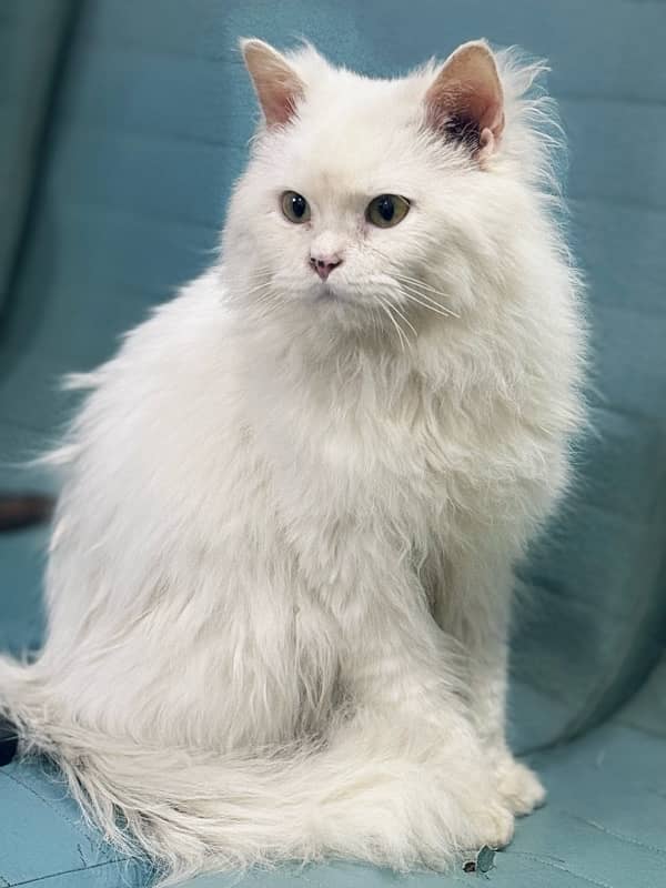 White Persian Cat 5