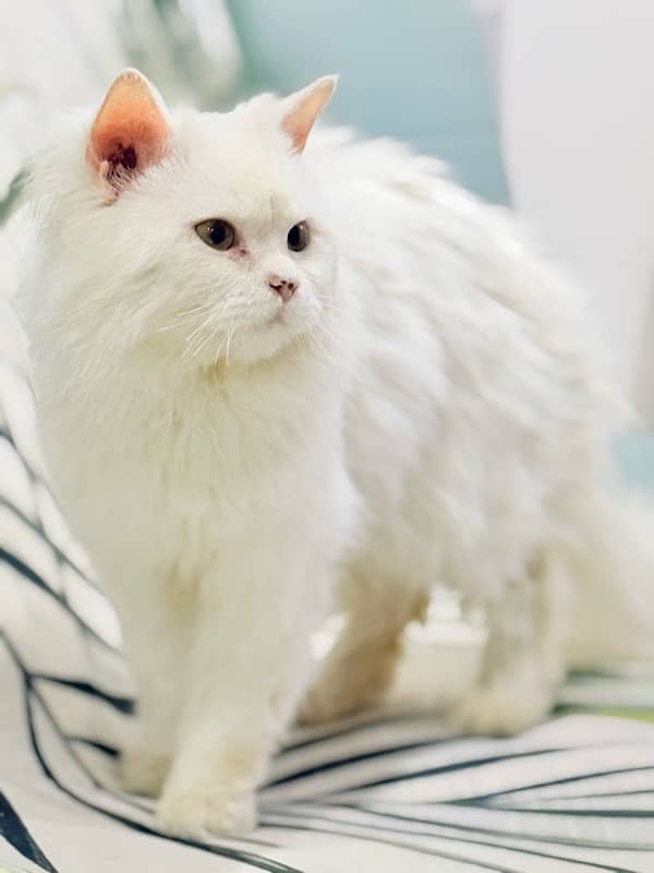 White Persian Cat 6