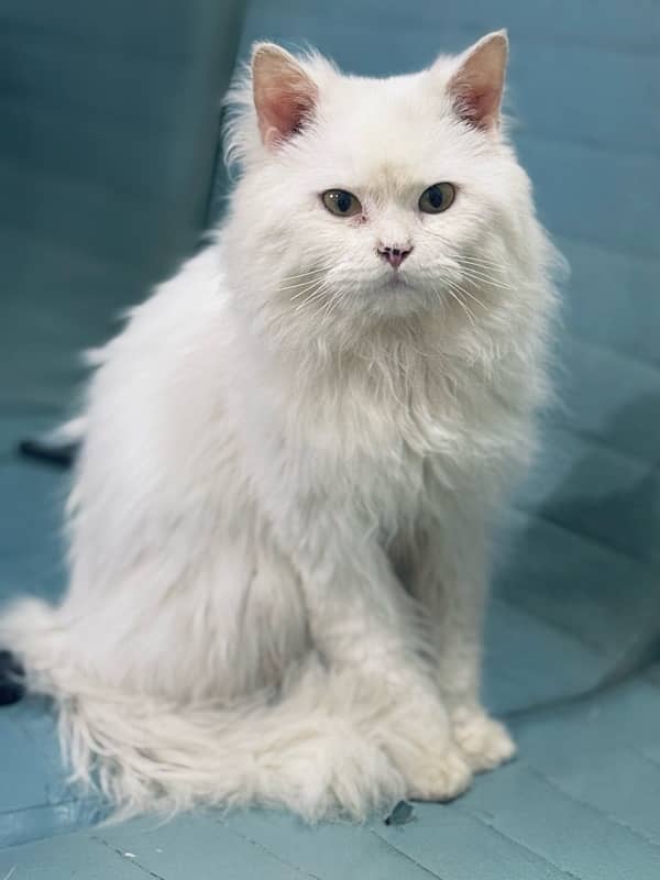 White Persian Cat 7