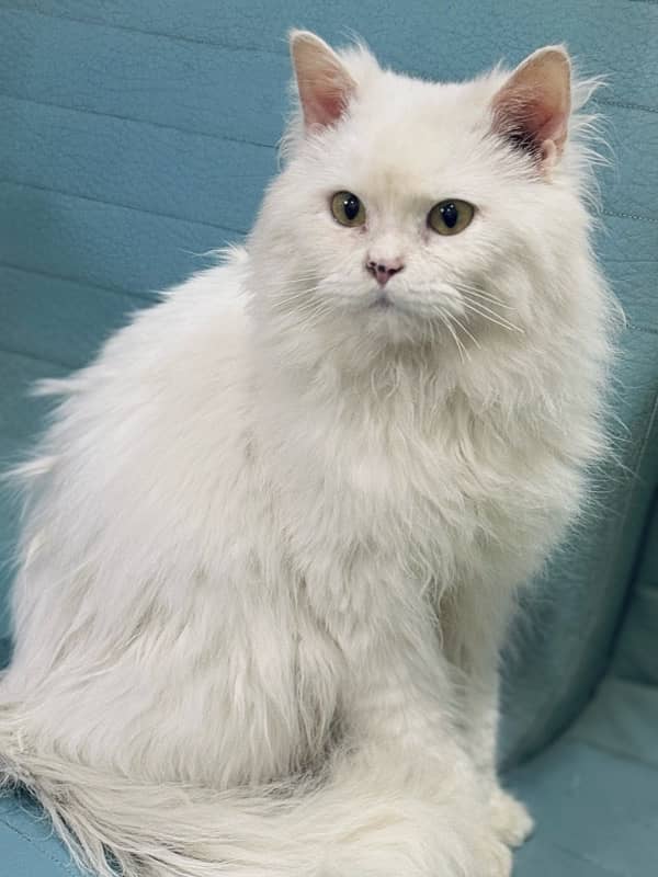 White Persian Cat 8