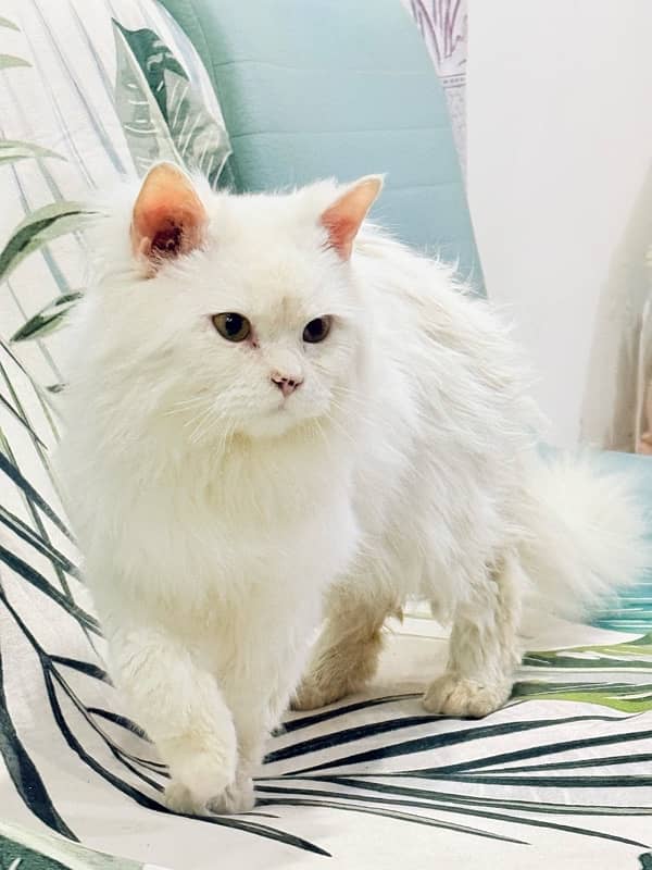 White Persian Cat 9