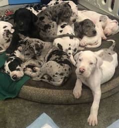 Great dane puppies for sale