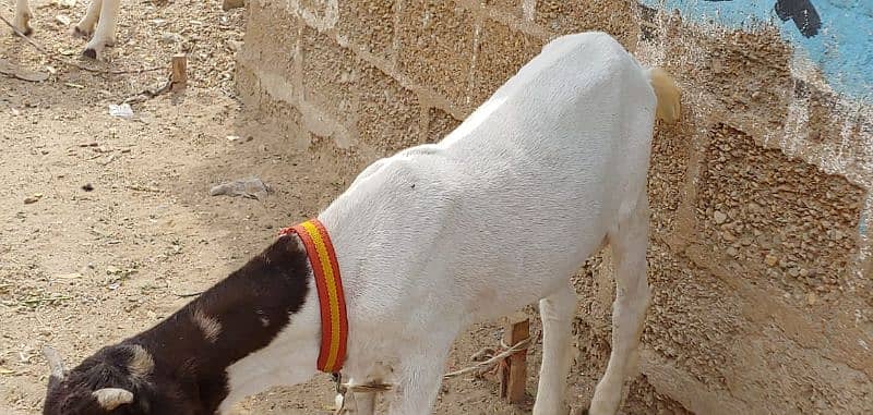 PURE PATERA BAKRA 1