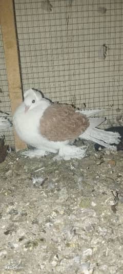 lahori Sherazi pair  magpie breadrr male frill male chik aliver female