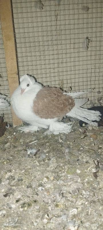 lahori Sherazi pair  magpie breadrr male frill male chik aliver female 0