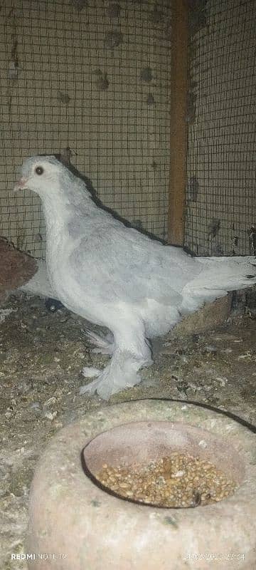 lahori Sherazi pair  magpie breadrr male frill male chik aliver female 3