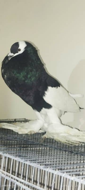 lahori Sherazi pair  magpie breadrr male frill male chik aliver female 4