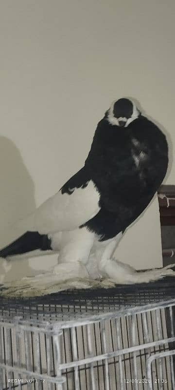 lahori Sherazi pair  magpie breadrr male frill male chik aliver female 5