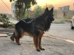 Pedigree German Shepherd (Male) Long Coat for Sale!