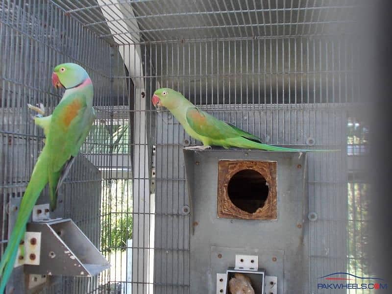 parrots chicks best for hand tame 2