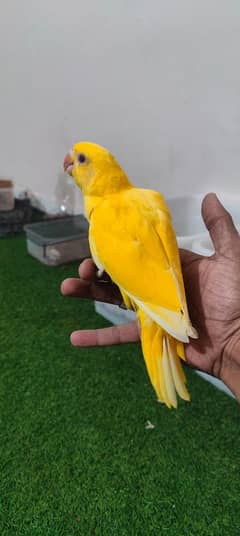 Yellow Ringneck  / Tame / Parrot