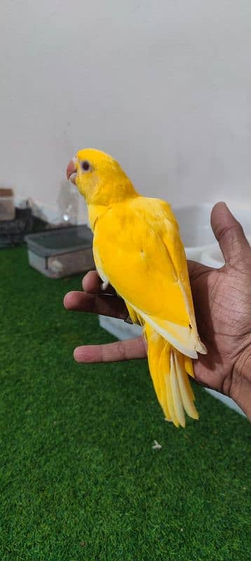 Yellow Ringneck  / Tame / Parrot 0