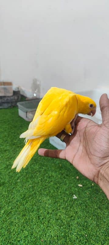 Yellow Ringneck  / Tame / Parrot 1