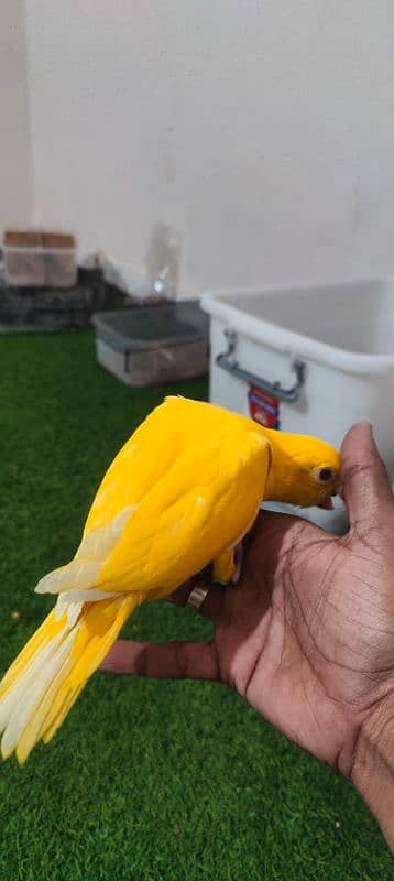 Yellow Ringneck  / Tame / Parrot 2