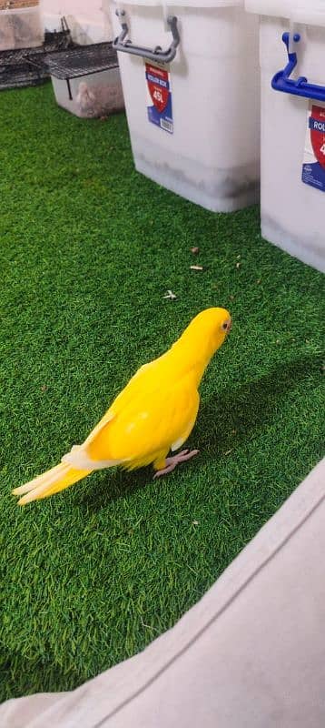 Yellow Ringneck  / Tame / Parrot 4