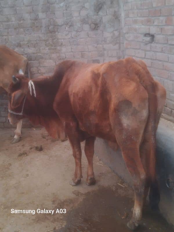 3 man plus 4 theeth for qurbani sahiwal wachi 3