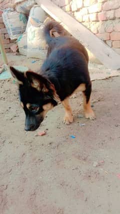 German shepherd pair for sale location muzaffarghr