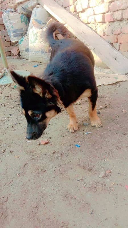 German shepherd pair for sale location muzaffarghr 0