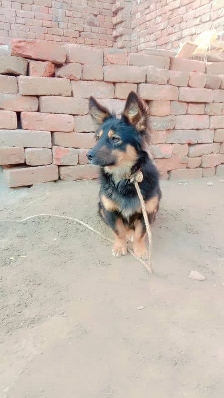 German shepherd pair for sale location muzaffarghr 2