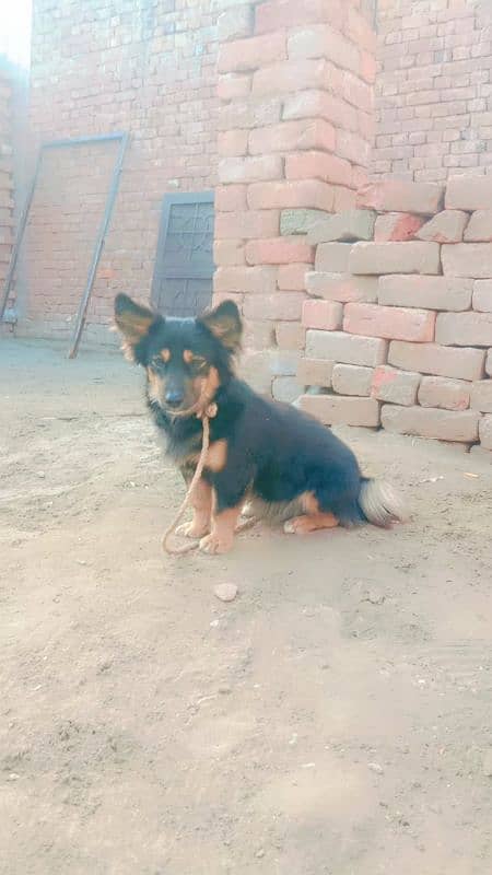 German shepherd pair for sale location muzaffarghr 3