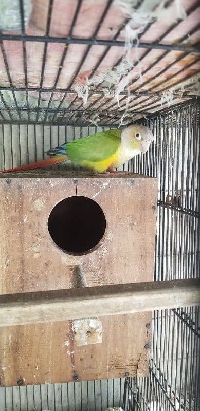 pineapple conure red fecter male with DNA 0