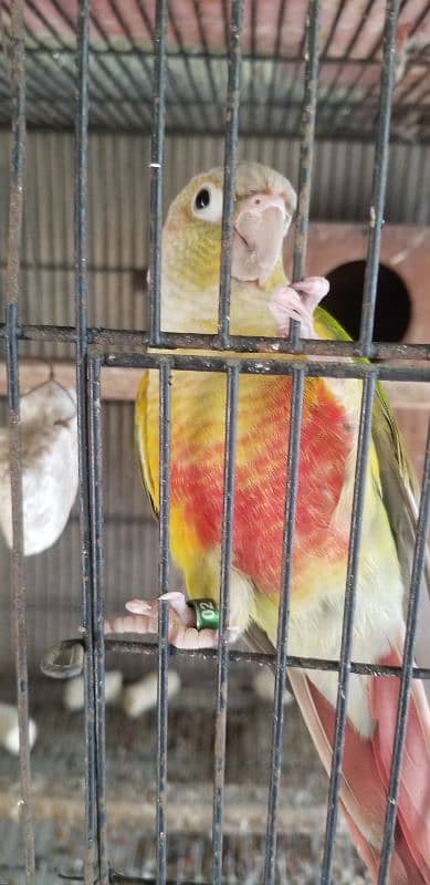 pineapple conure red fecter male with DNA 1