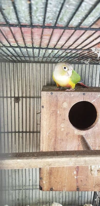 pineapple conure red fecter male with DNA 2