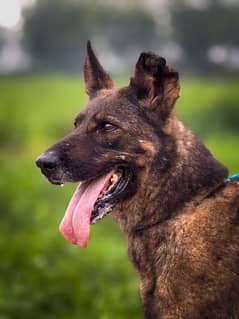 Working Line GSD Female