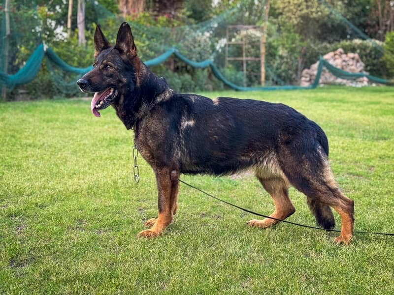 Working Line GSD Female 1